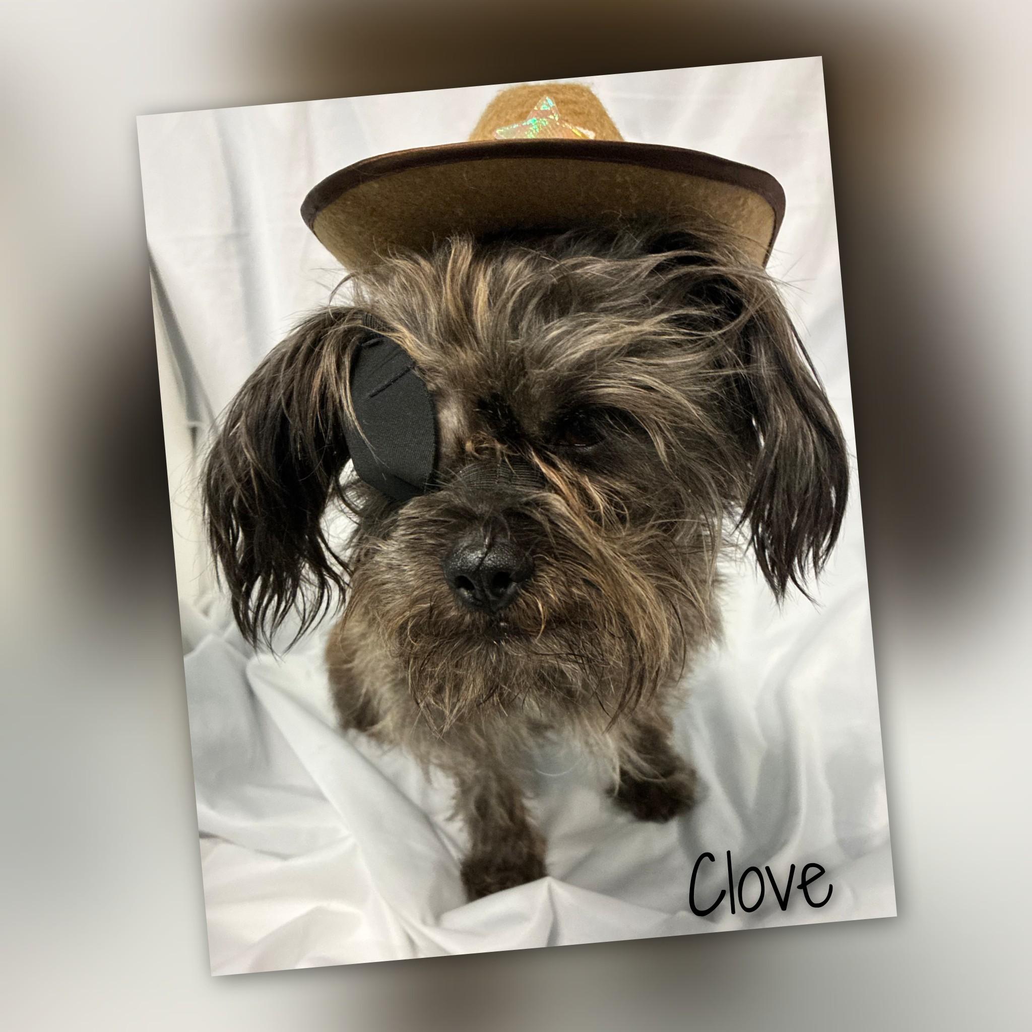 Clove, a Adoptable mixed breed in Fredericksburg, VA image 3/6