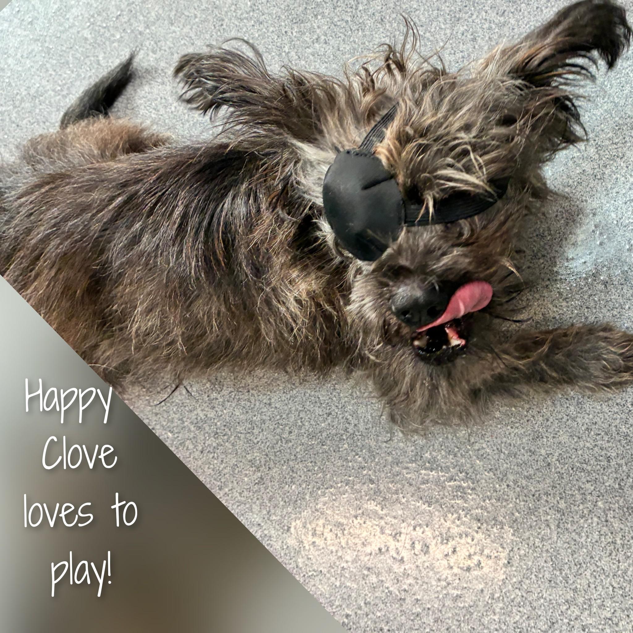 Clove, a Adoptable mixed breed in Fredericksburg, VA image 4/6