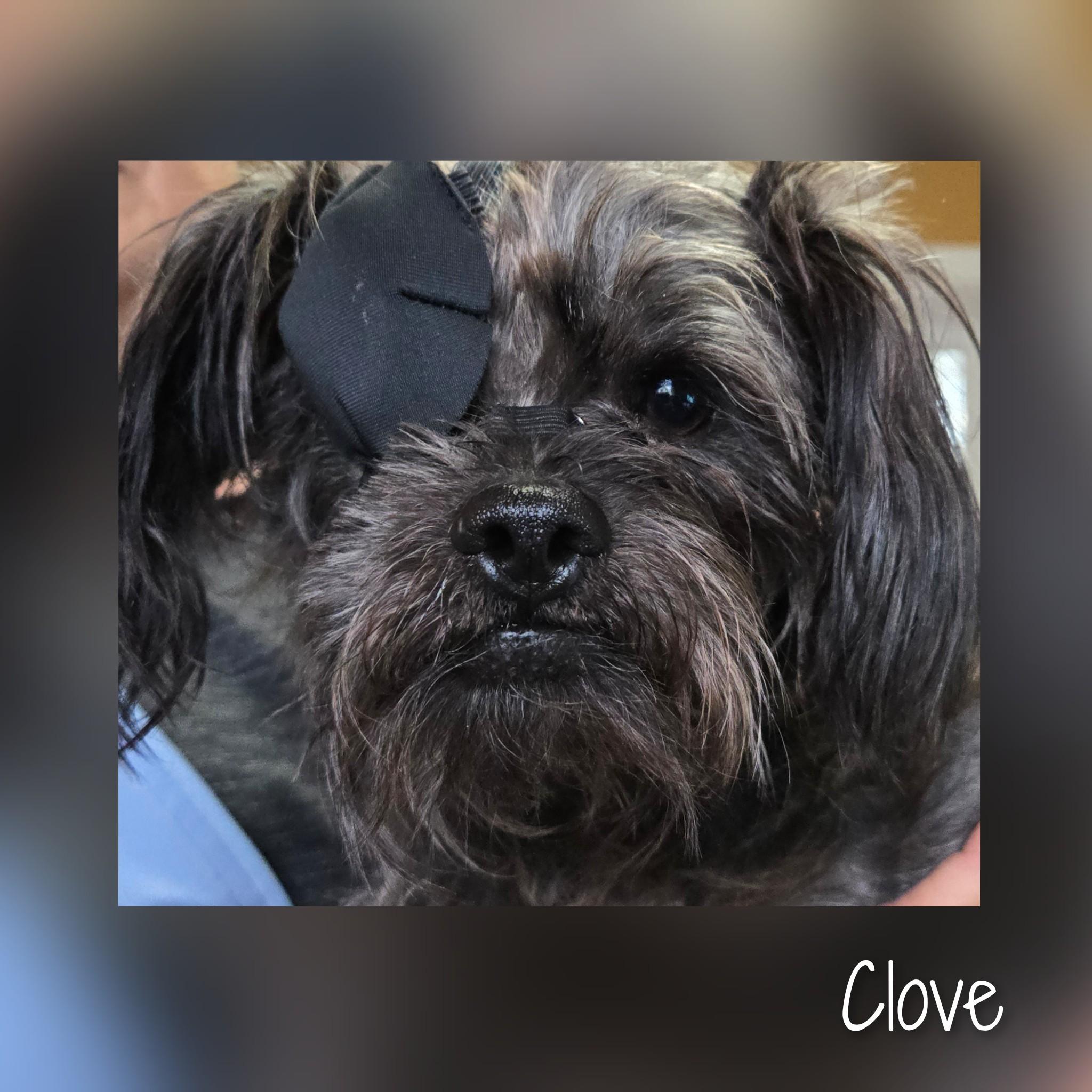 Clove, a Adoptable mixed breed in Fredericksburg, VA image 6/6
