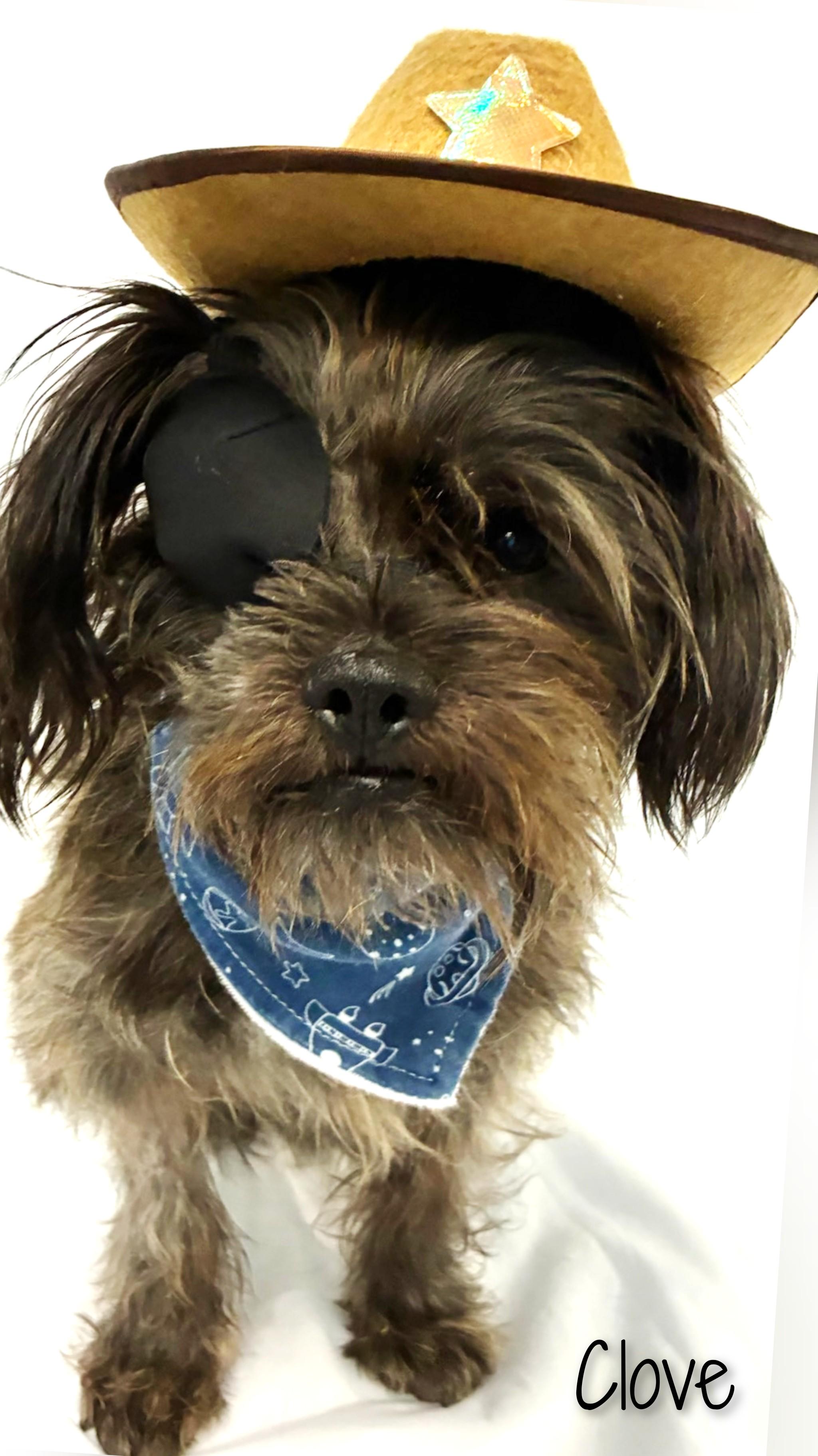 Clove, a Adoptable mixed breed in Fredericksburg, VA image 1/6