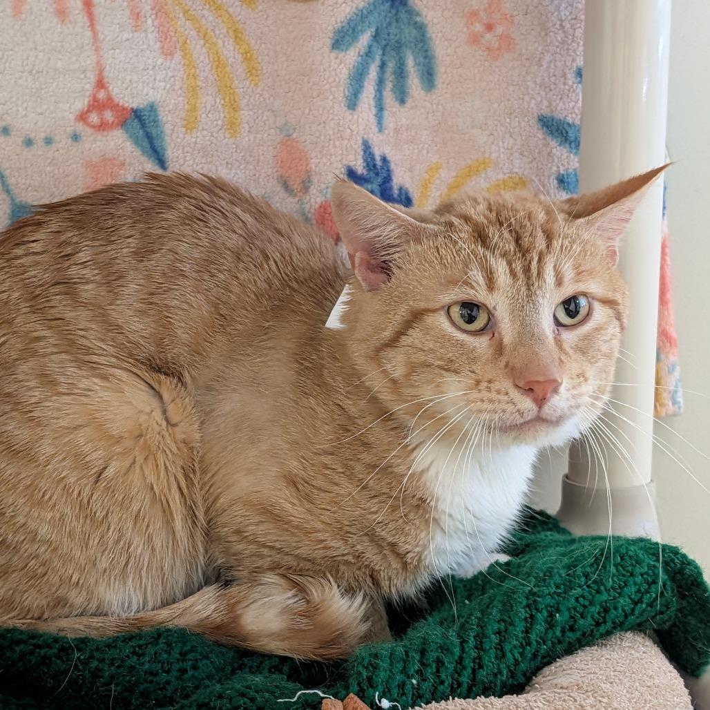 Kendall, Adoptable, Young Male Domestic Short Hair.