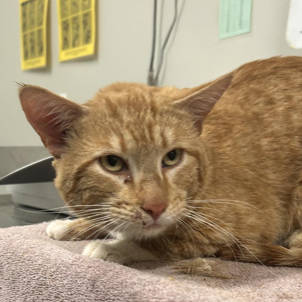 Enlarge Kendall, a Adoptable Domestic Short Hair in Saint Cloud, MN image 2/6