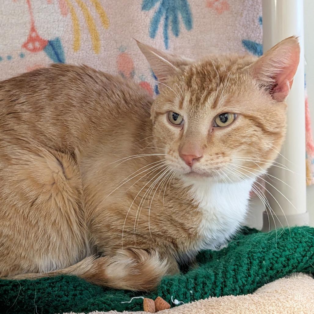 Enlarge Kendall, a Adoptable Domestic Short Hair in Saint Cloud, MN image 3/6