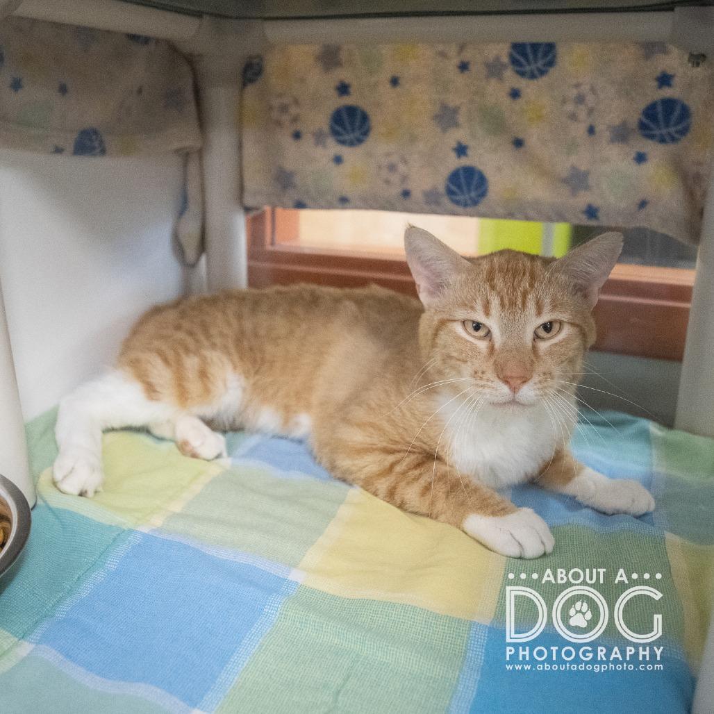 Enlarge Kendall, a Adoptable Domestic Short Hair in Saint Cloud, MN image 4/6