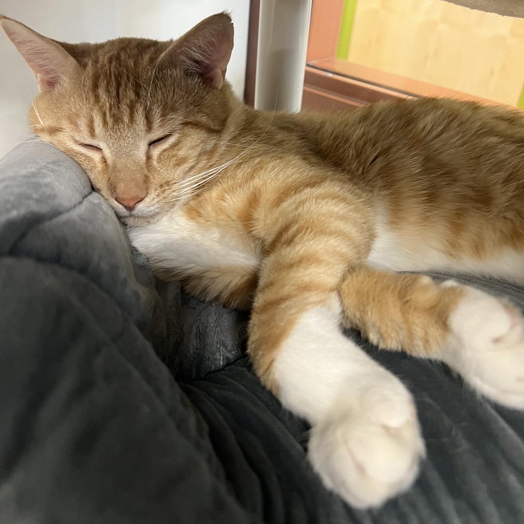 Enlarge Kendall, a Adoptable Domestic Short Hair in Saint Cloud, MN image 5/6