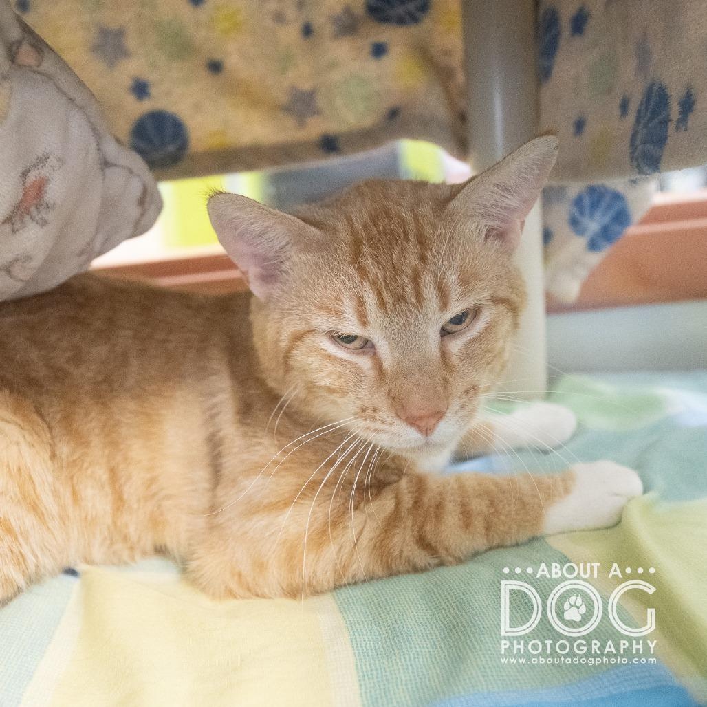 Enlarge Kendall, a Adoptable Domestic Short Hair in Saint Cloud, MN image 6/6