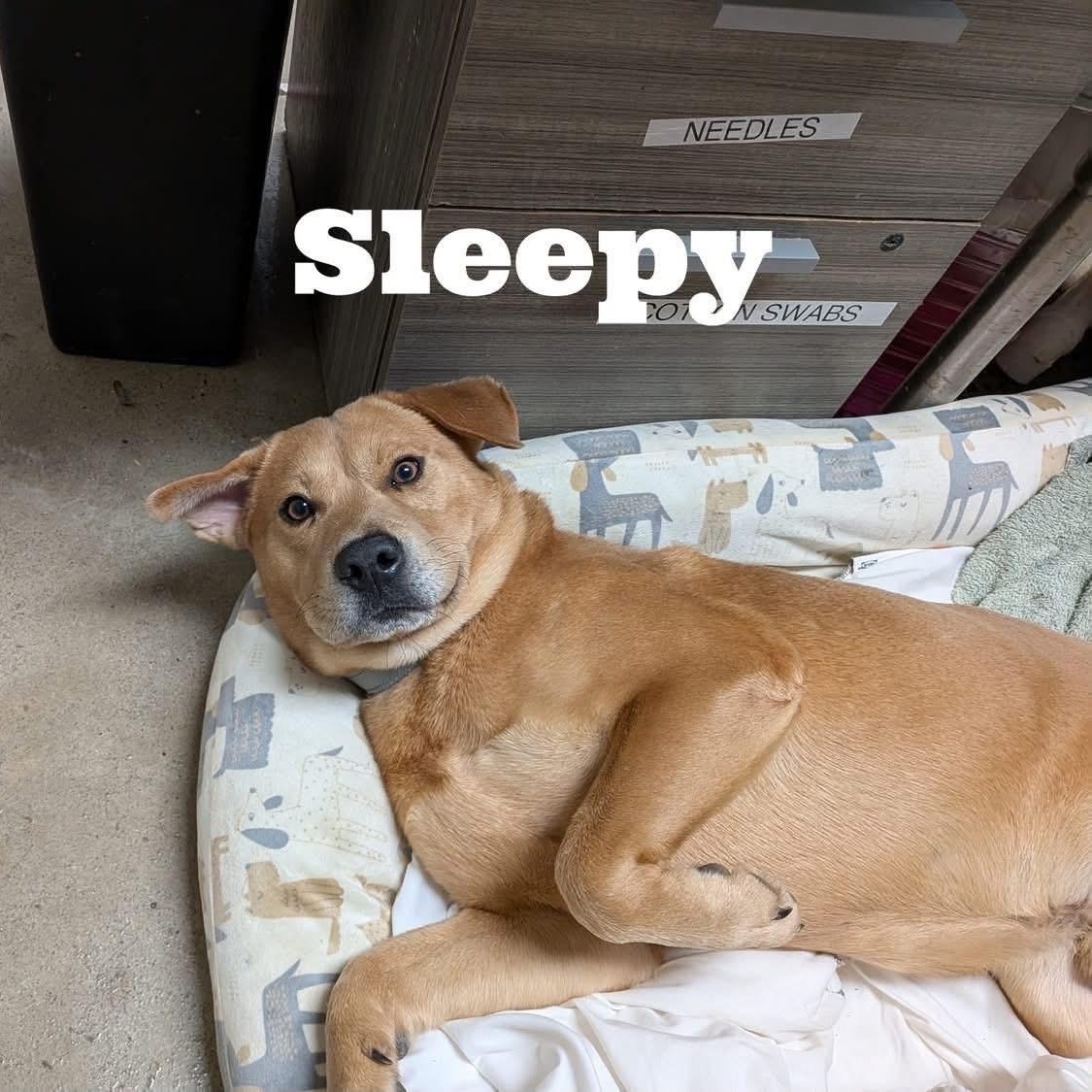 Enlarge Sleepy, a Adoptable mixed breed in Williston, VT image 5/5