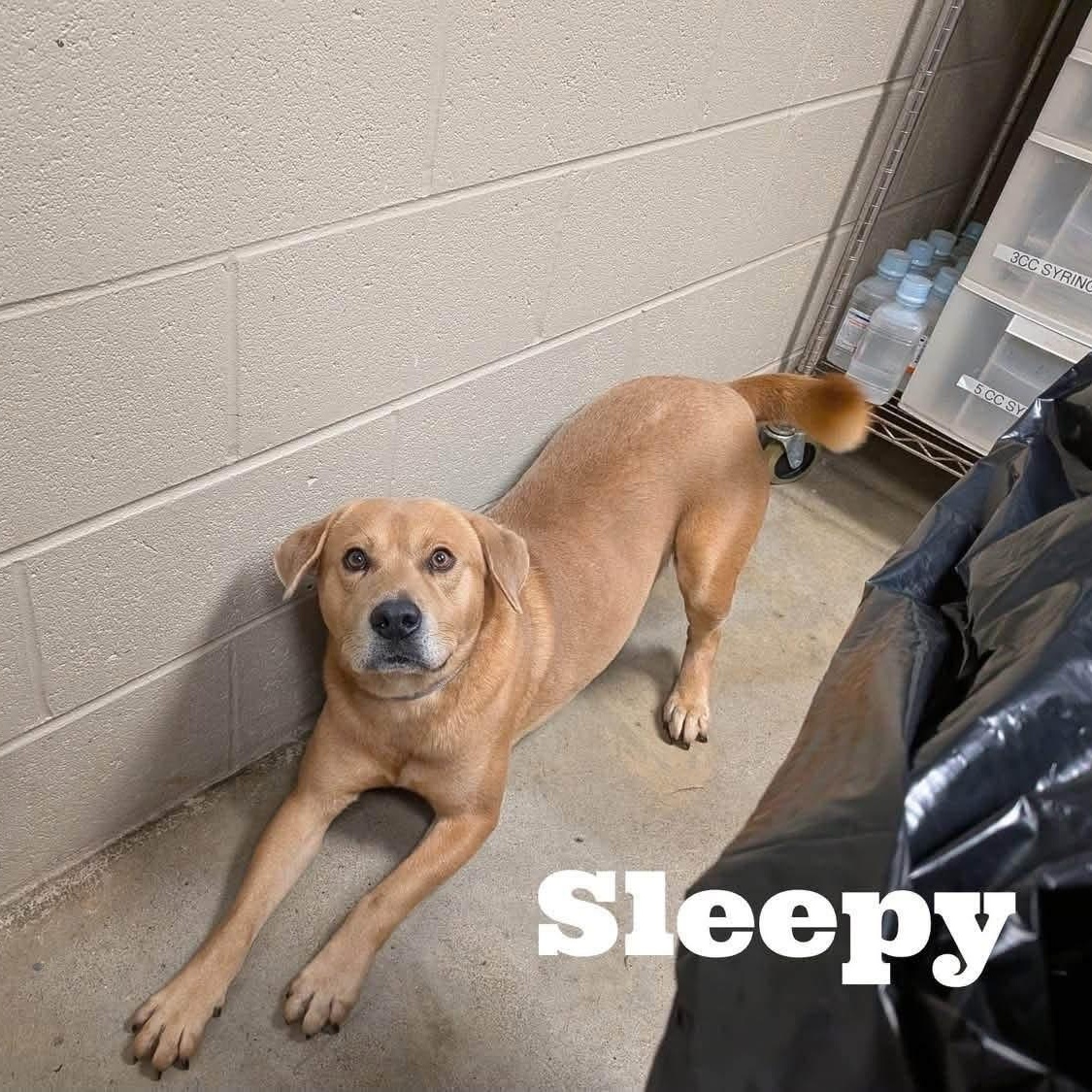 Enlarge Sleepy, a Adoptable mixed breed in Williston, VT image 2/5