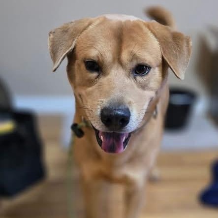 Enlarge Sleepy, a Adoptable mixed breed in Williston, VT image 3/5
