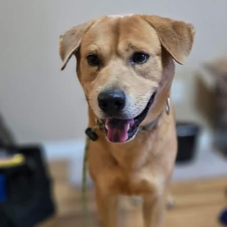 Sleepy, Adoptable, Young Male Labrador Retriever.