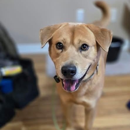 Enlarge Sleepy, a Adoptable mixed breed in Williston, VT image 4/5