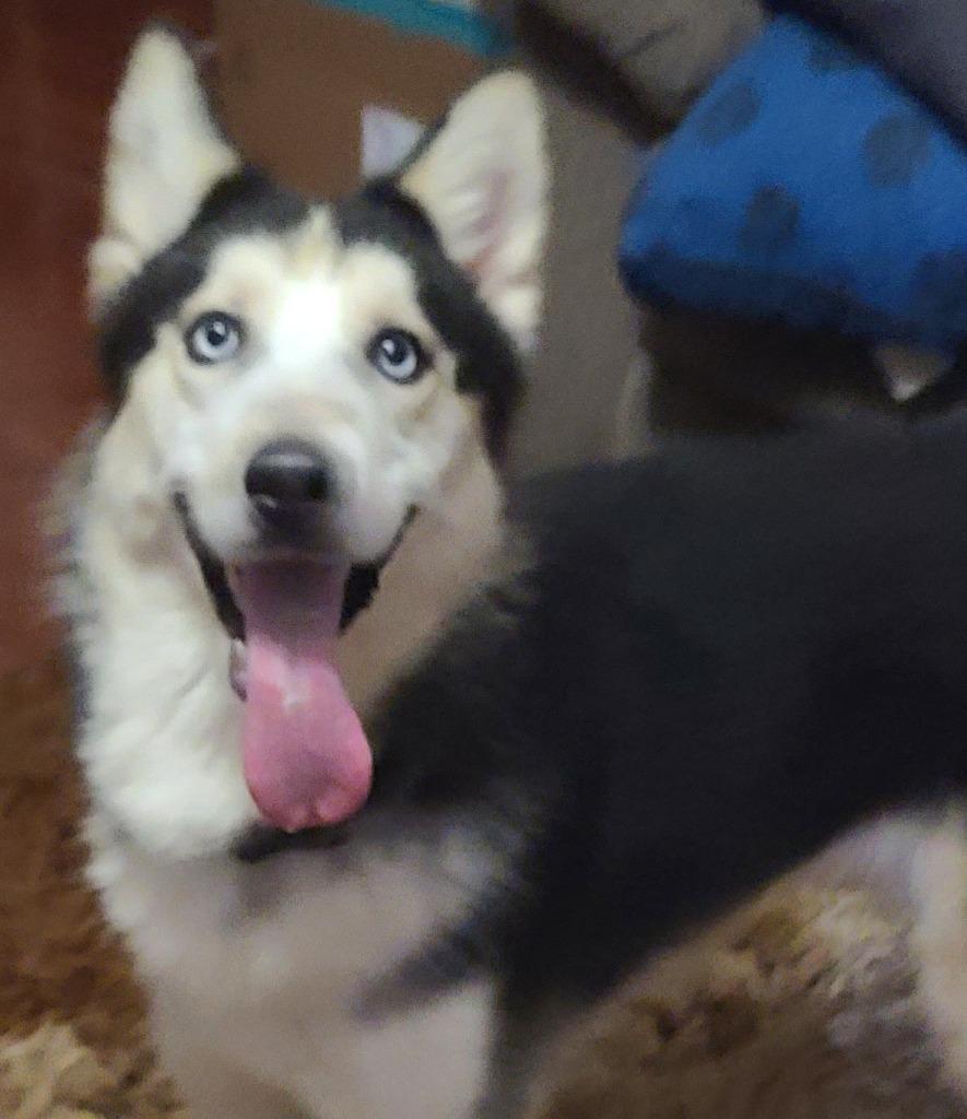 Enlarge Alaska, a Adoptable Husky in Fort Stockton, TX image 1/3
