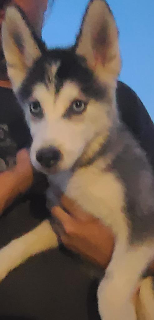 Enlarge Alaska, a Adoptable Husky in Fort Stockton, TX image 3/3