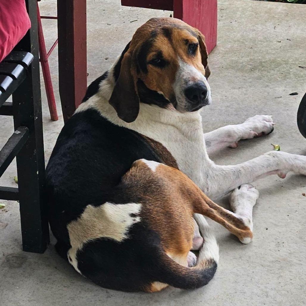 Coonie, Adoptable, Adult Male Treeing Walker Coonhound.