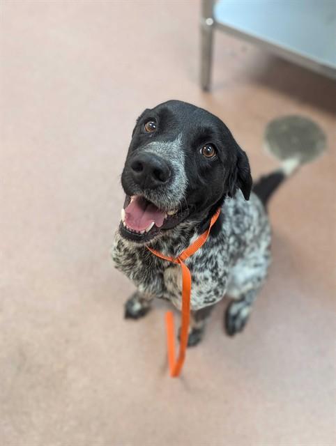 JASPER, Adoptable, Adult Male Labrador Retriever & Australian Cattle Dog / Blue Heeler.