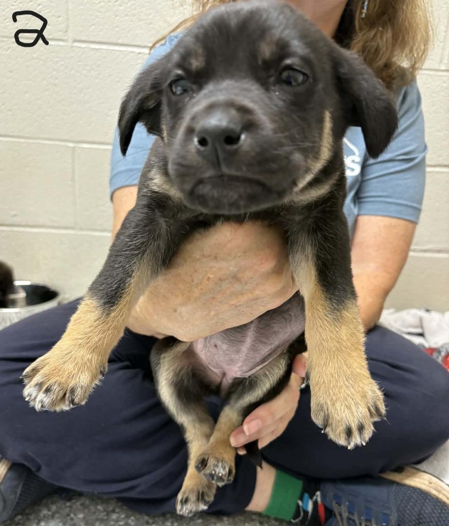 Morgan, Adoptable, Puppy Female German Shepherd Dog & Labrador Retriever.