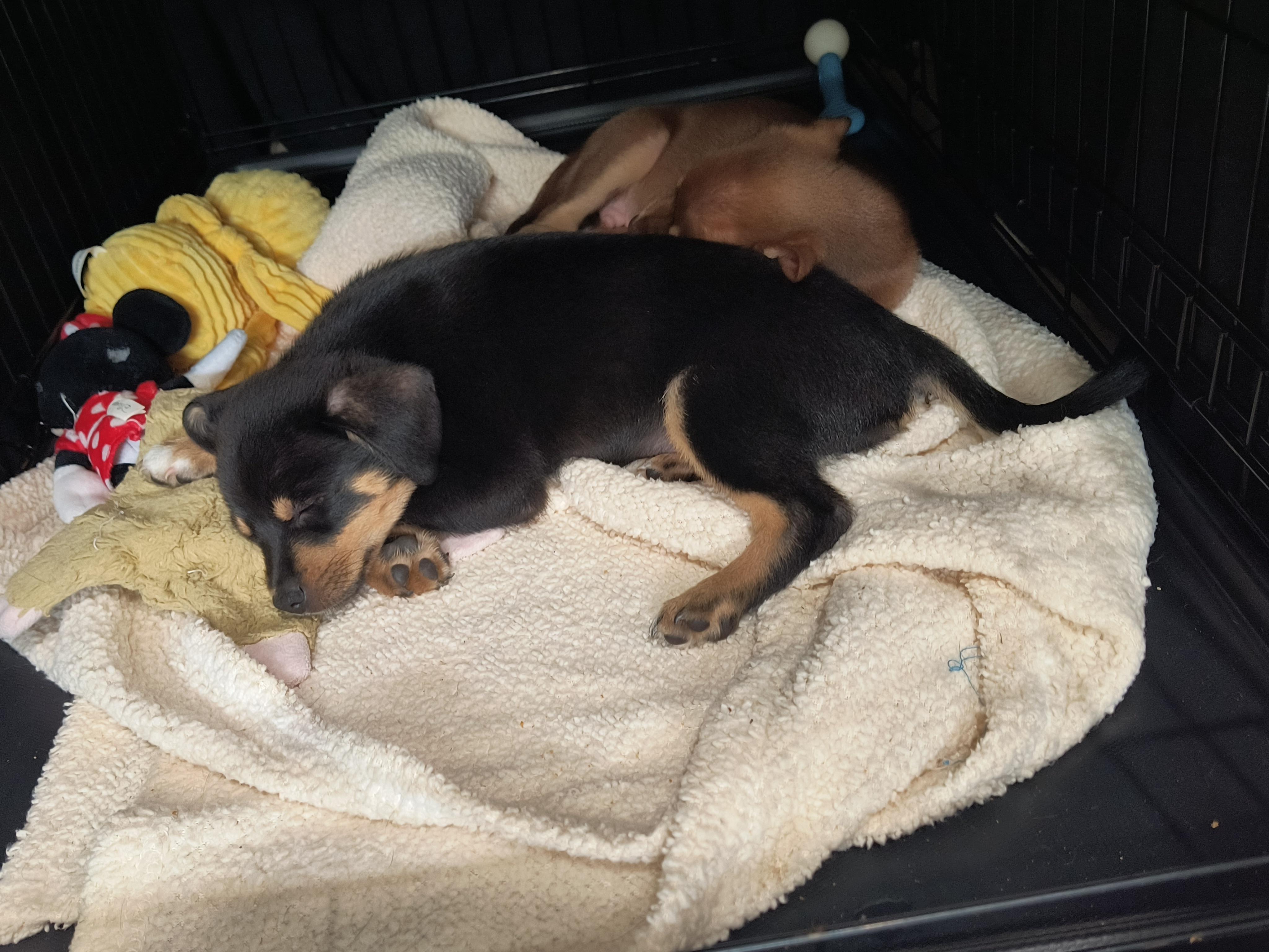 Apollo, a ADOPTABLE mixed breed in Aurora, IL image 3/4