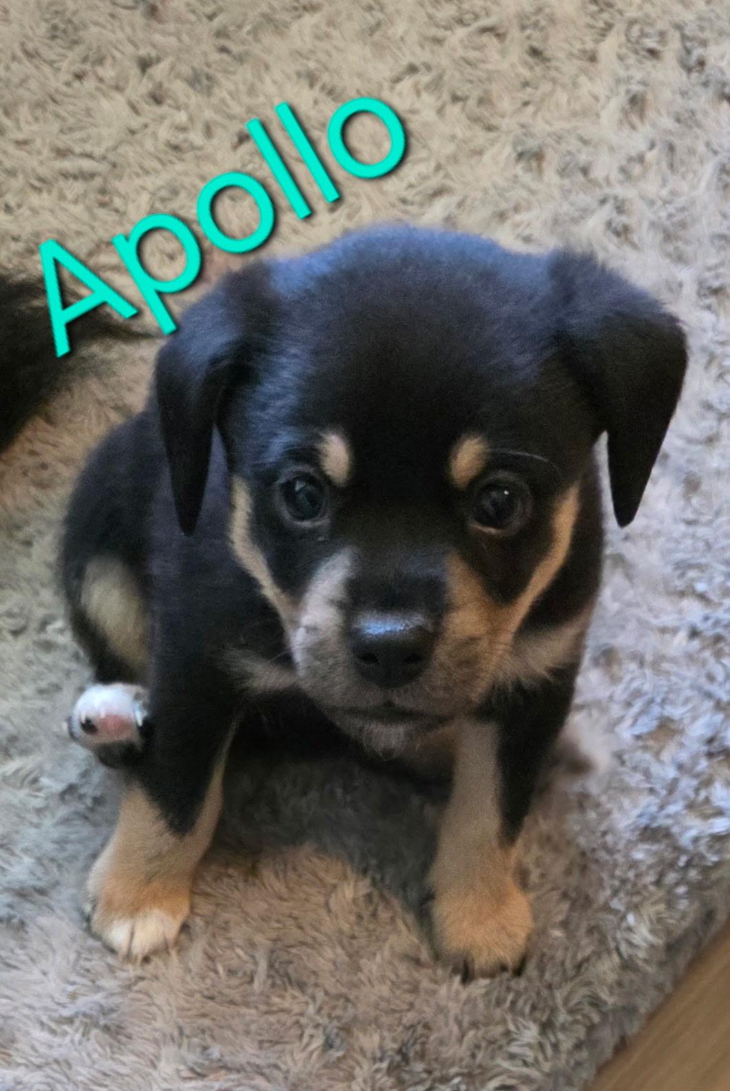 Apollo, a ADOPTABLE mixed breed in Aurora, IL image 2/4