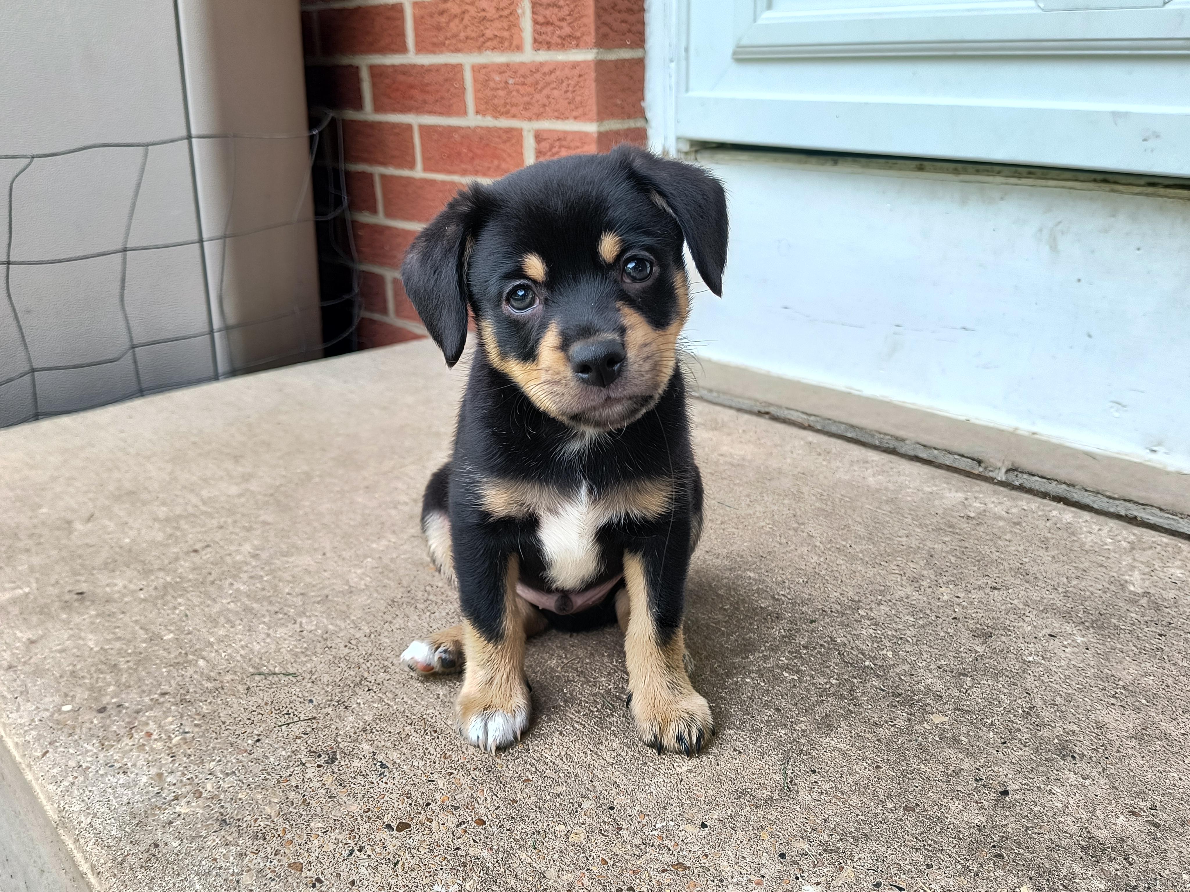 Apollo, ADOPTABLE, Puppy Male Australian Shepherd & Chihuahua.