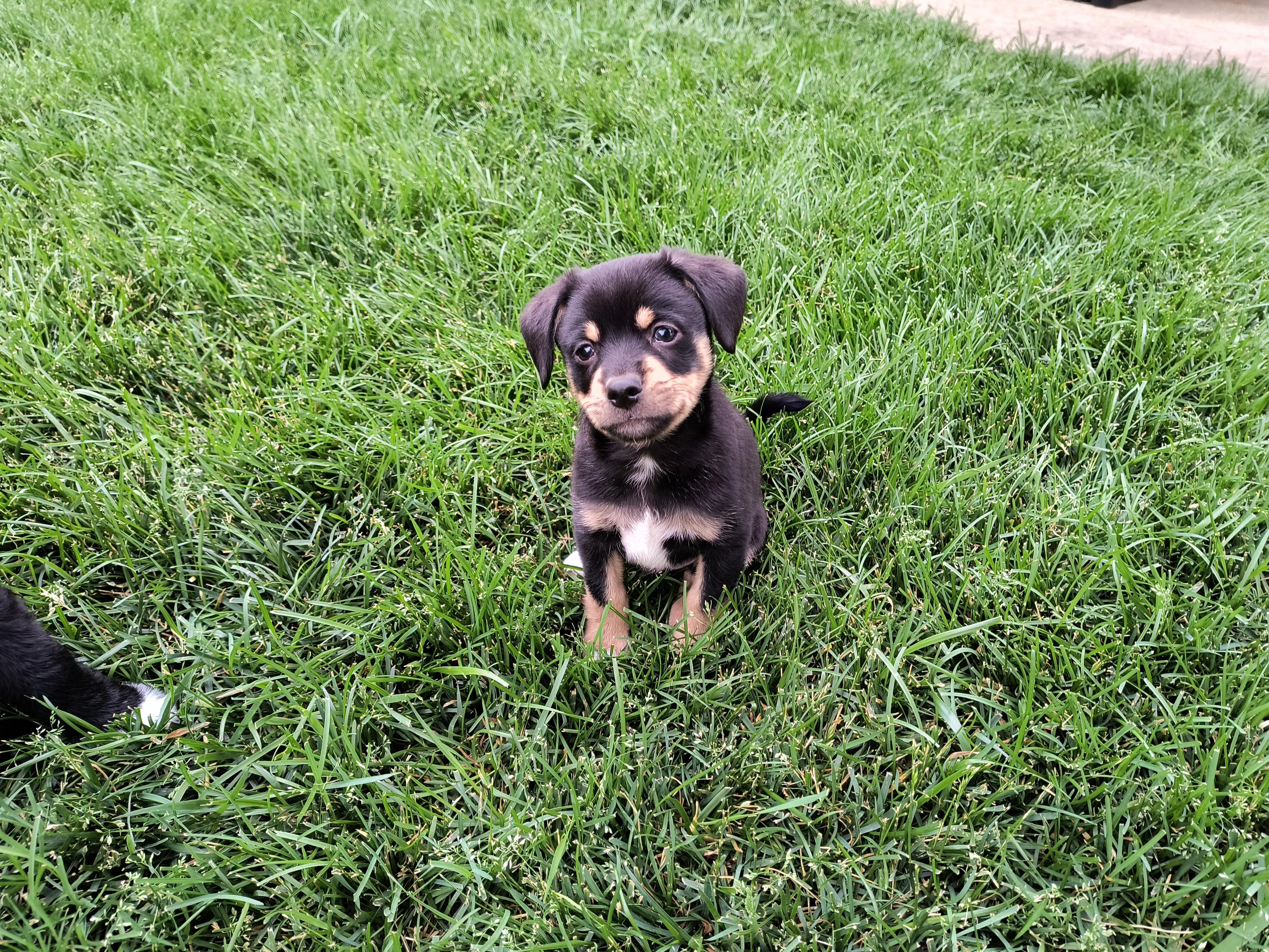 Apollo, a ADOPTABLE mixed breed in Aurora, IL image 4/4