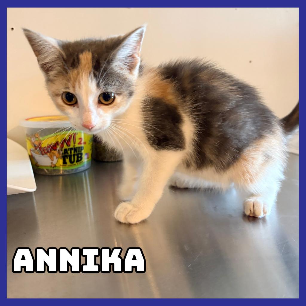 Enlarge Annika, a Adoptable Domestic Short Hair in Glenwood, MN image 1/1