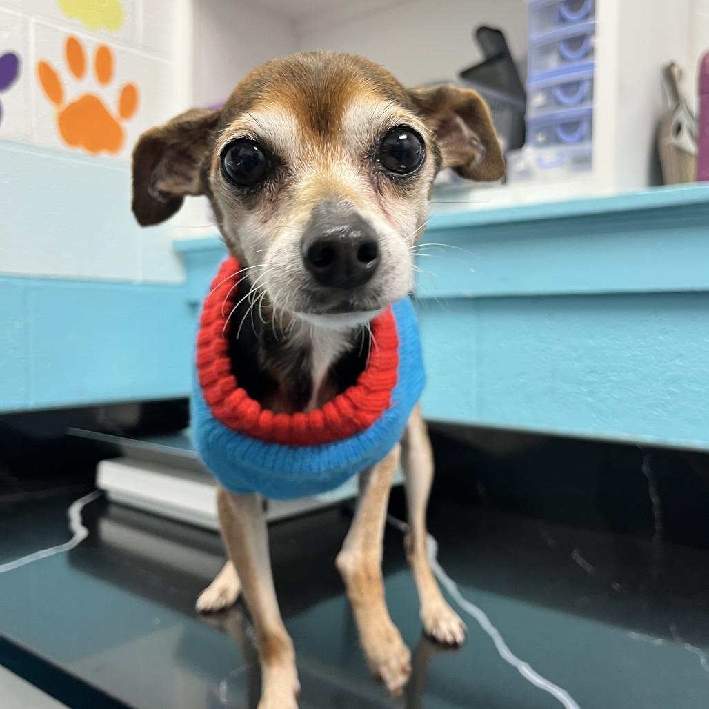 Enlarge Chocolate, a Adoptable mixed breed in Philadelphia, PA image 1/3