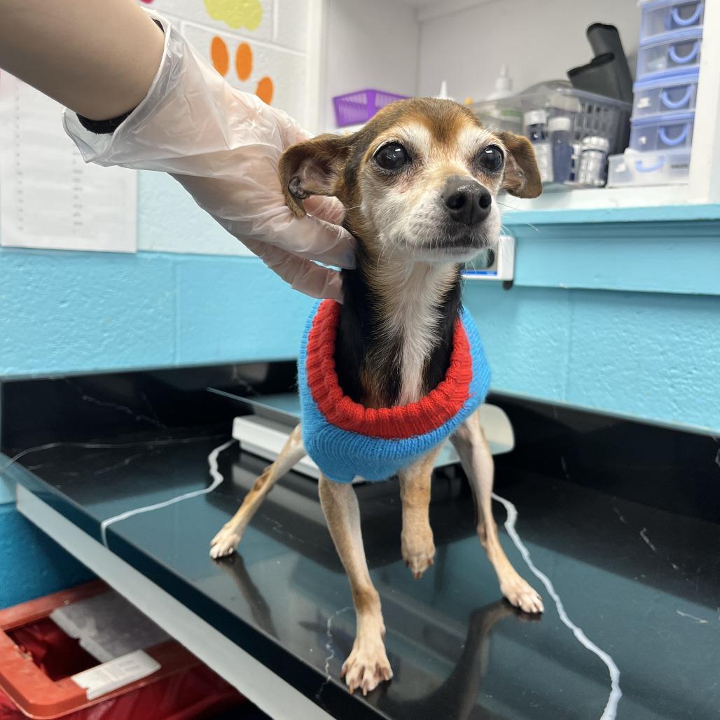 Enlarge Chocolate, a Adoptable mixed breed in Philadelphia, PA image 3/3