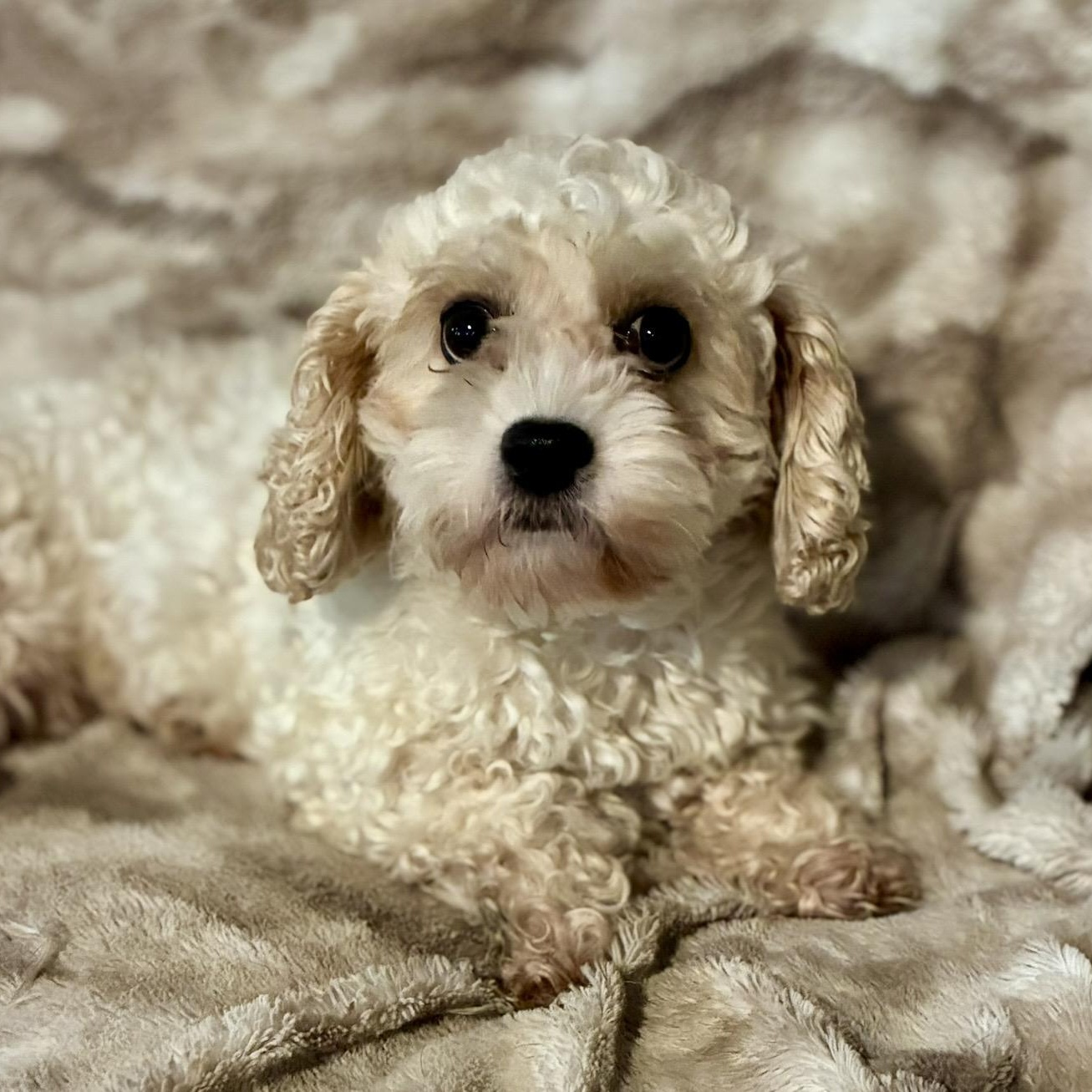 Shelbie, a ADOPTABLE Cockapoo in Pelham, NH image 3/6