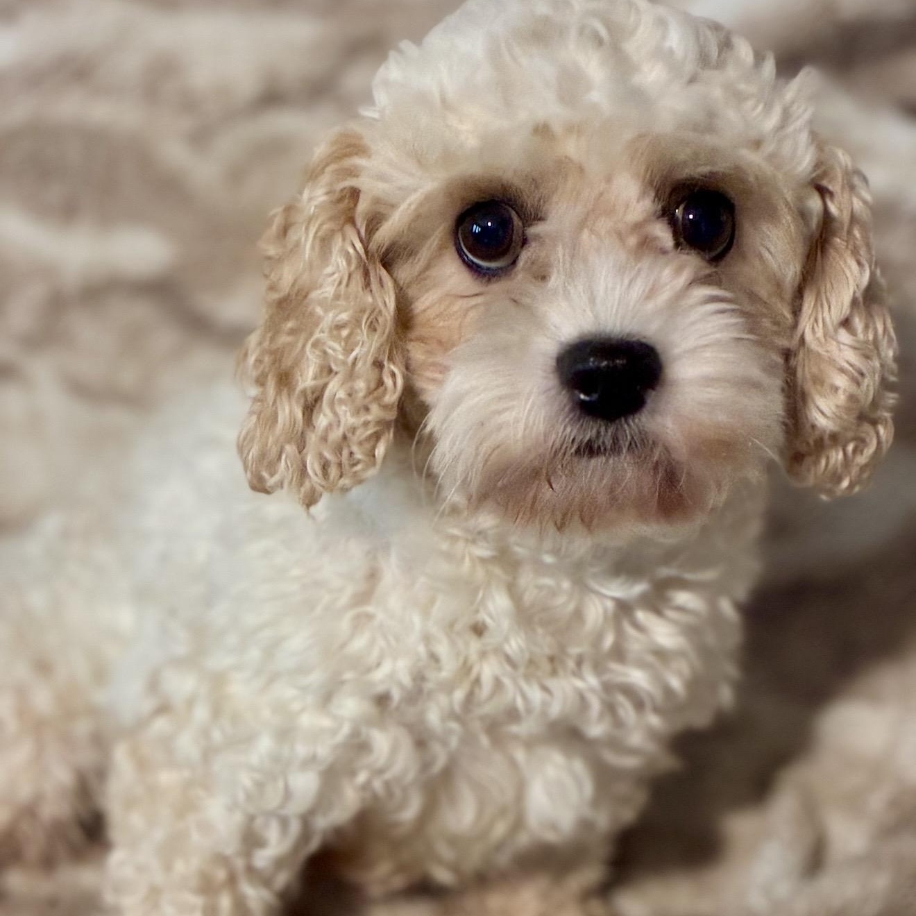 Shelbie, a ADOPTABLE Cockapoo in Pelham, NH image 2/6