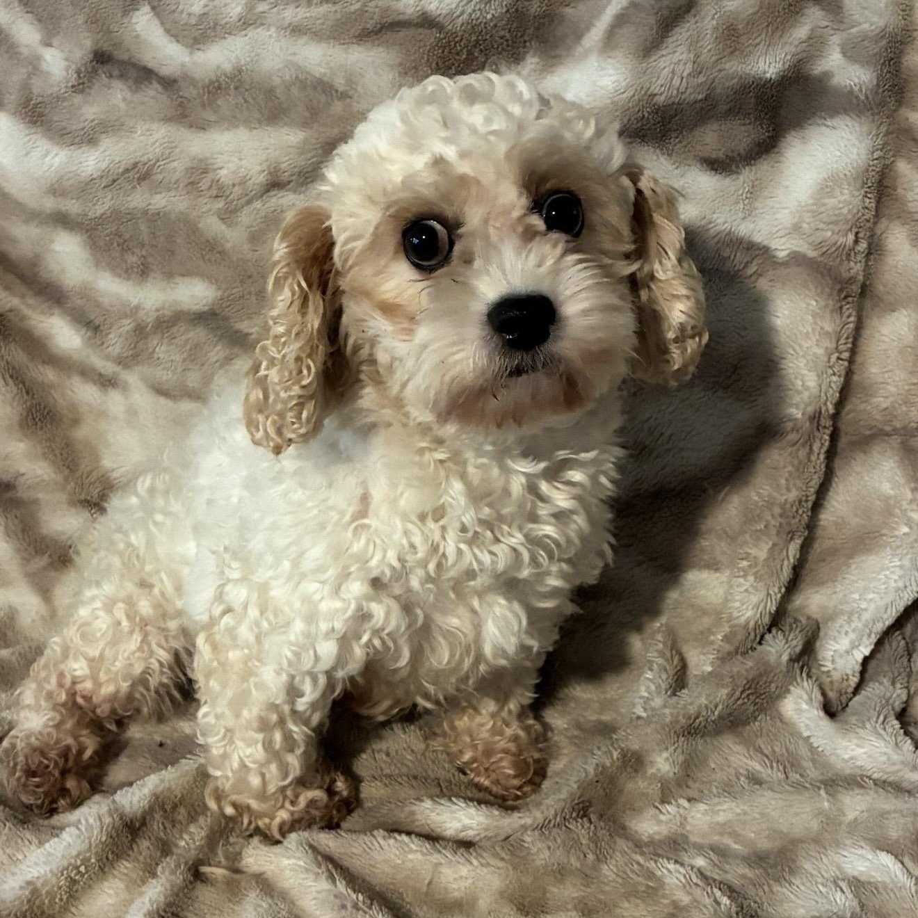 Shelbie, a ADOPTABLE Cockapoo in Pelham, NH image 5/6