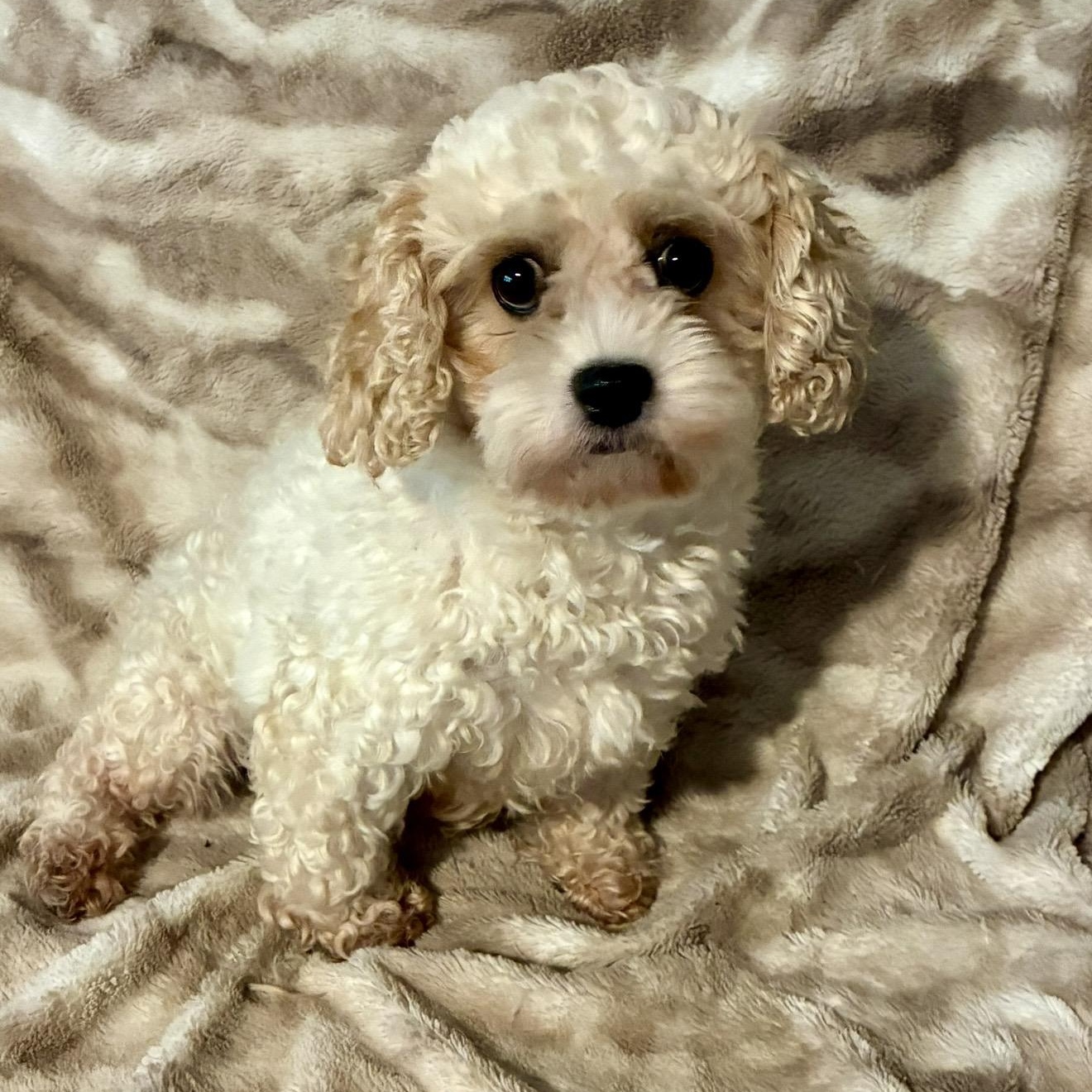 Shelbie, a ADOPTABLE Cockapoo in Pelham, NH image 1/6