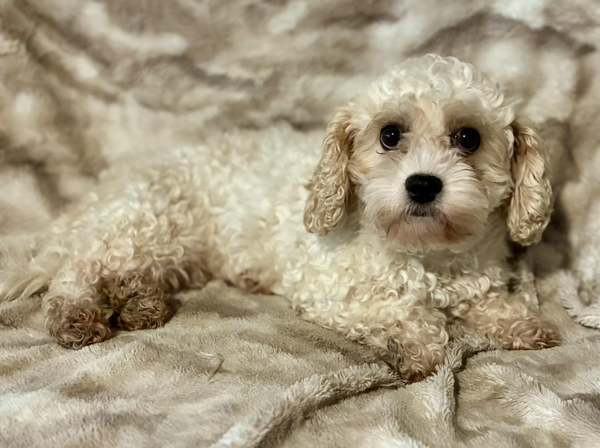 Shelbie, a ADOPTABLE Cockapoo in Pelham, NH image 6/6