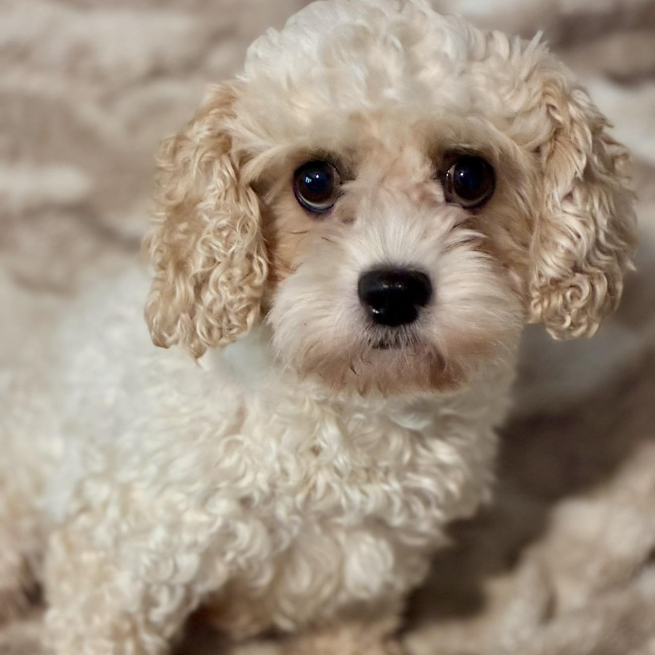 Shelbie, a ADOPTABLE Cockapoo in Pelham, NH image 4/6