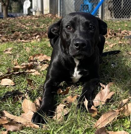 Benny, Adoptable, Puppy Male American Staffordshire Terrier & Mixed Breed.
