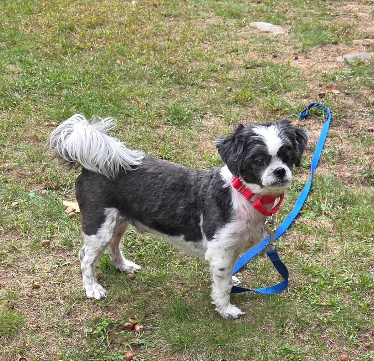 Dylan, Adoptable, Adult Male Shih Tzu.