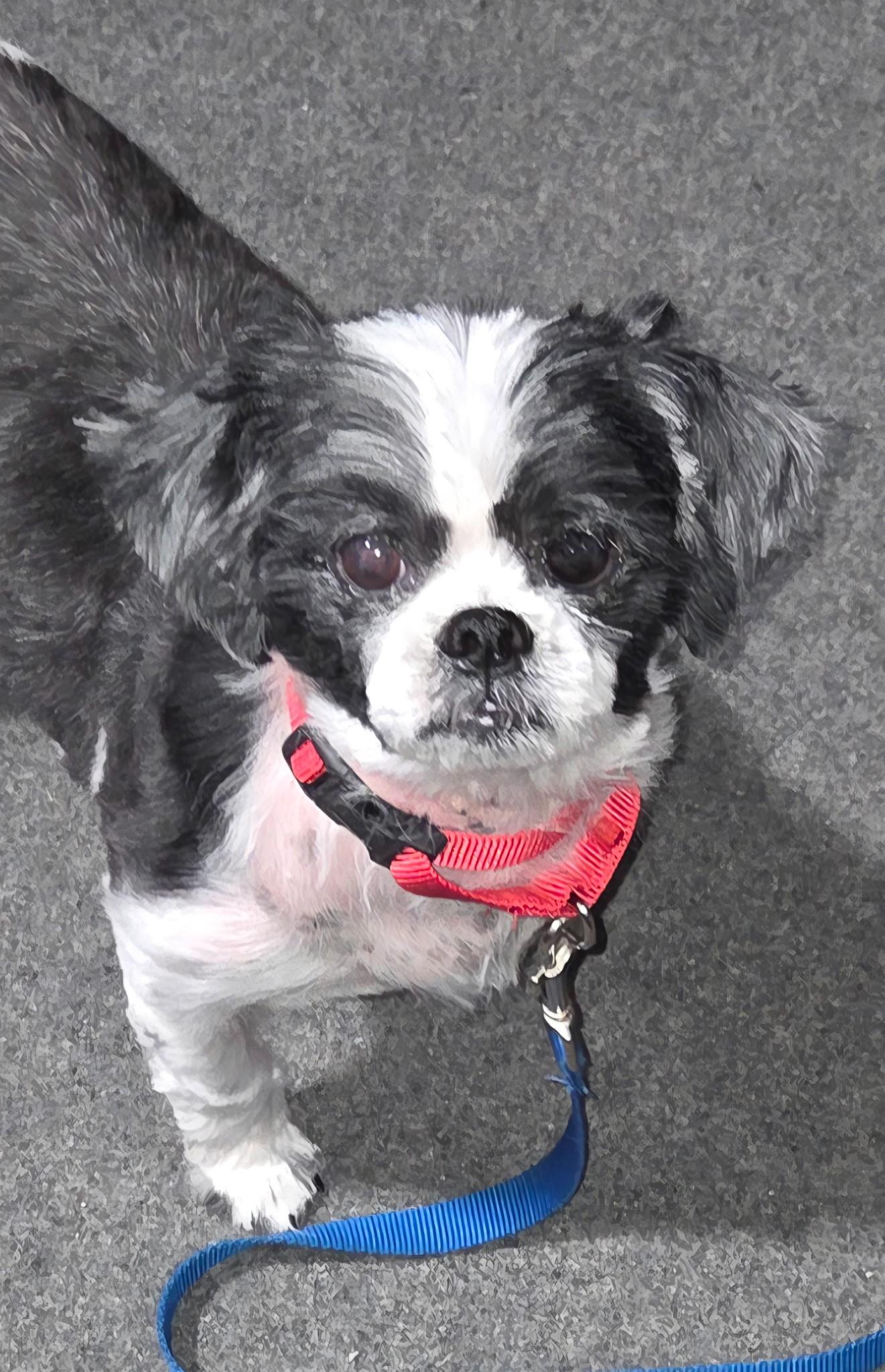 Enlarge Dylan, a Adoptable Shih Tzu in Hayward, WI image 2/2