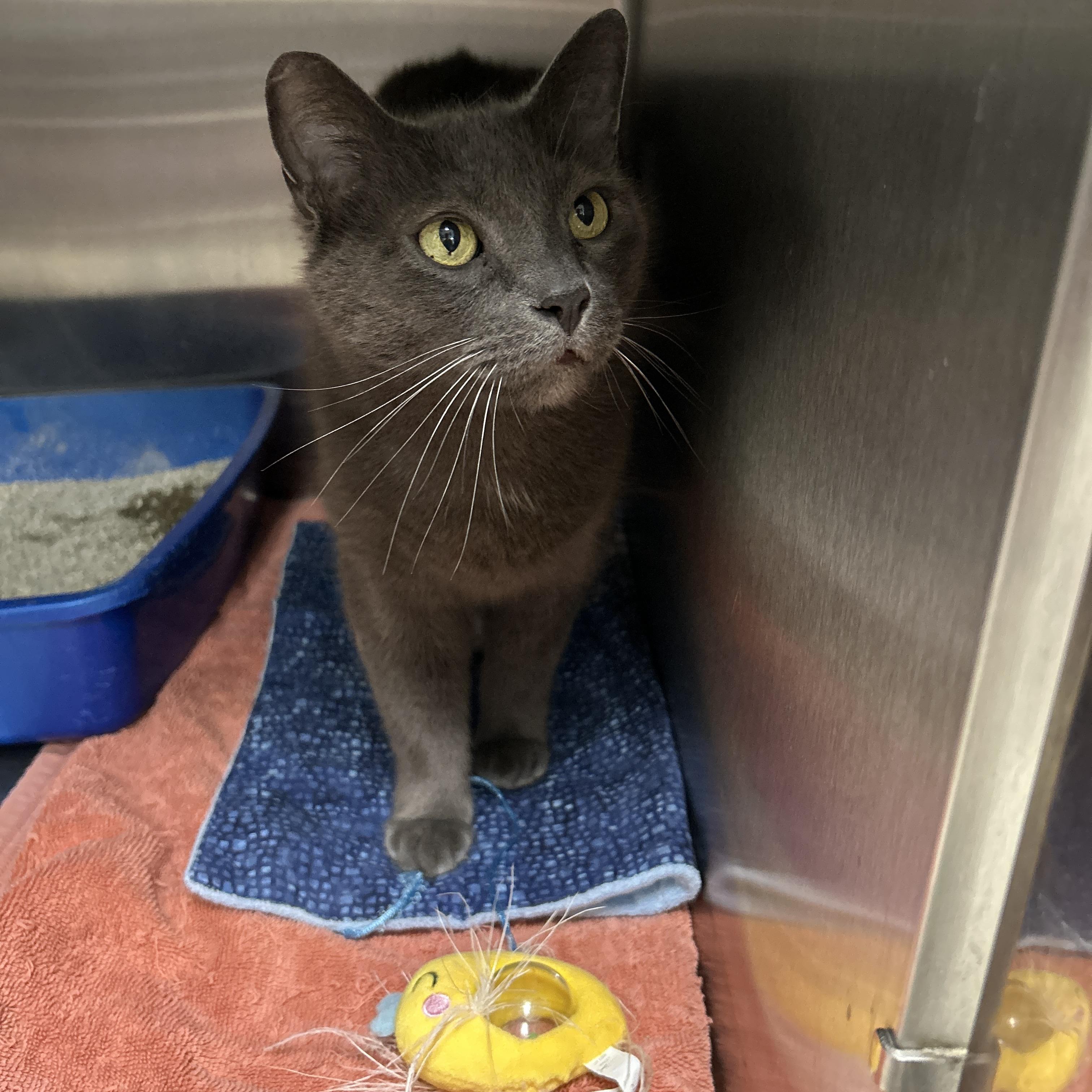 Church, a ADOPTABLE Domestic Short Hair in La Grange Park, IL image 1/6