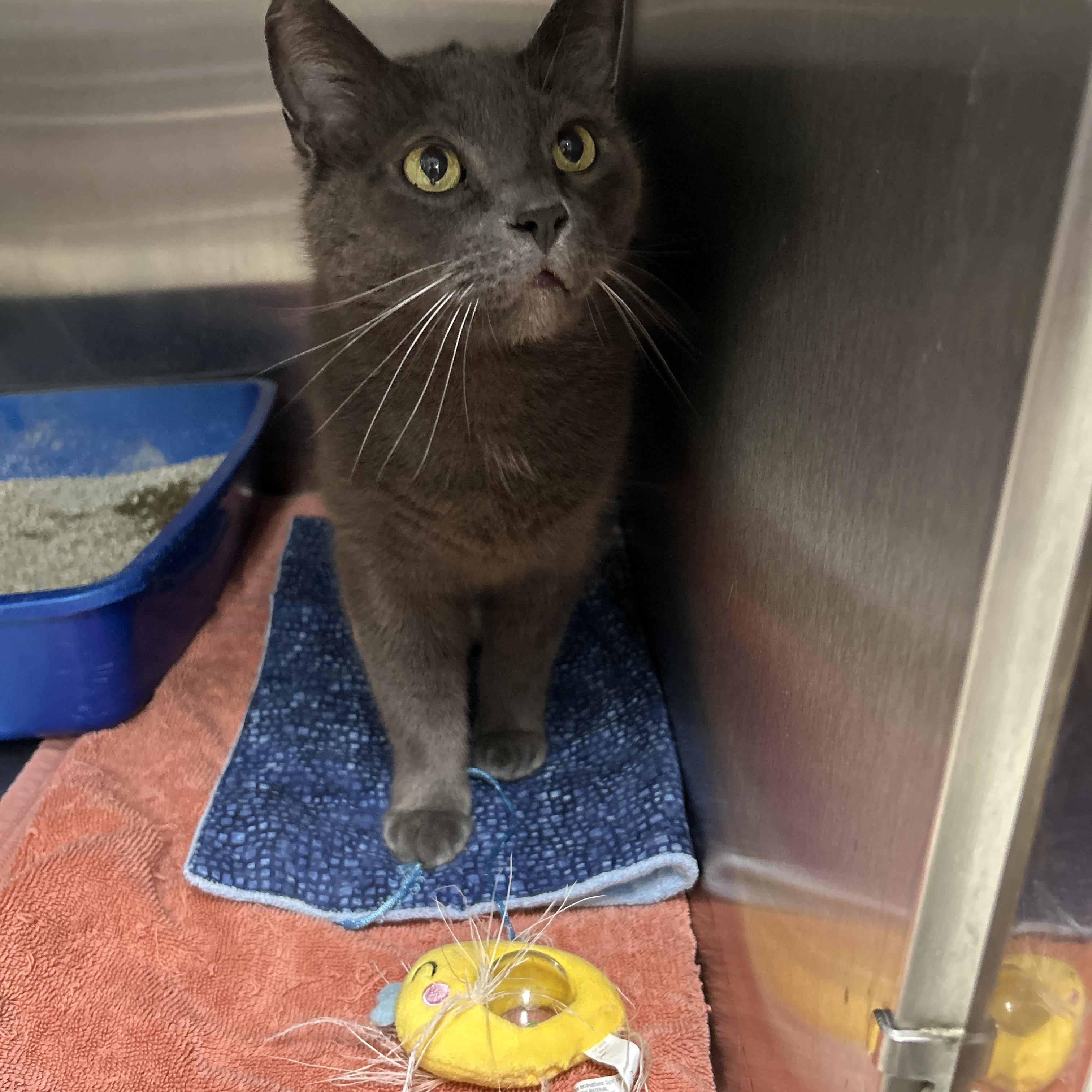 Church, a ADOPTABLE Domestic Short Hair in La Grange Park, IL image 5/6