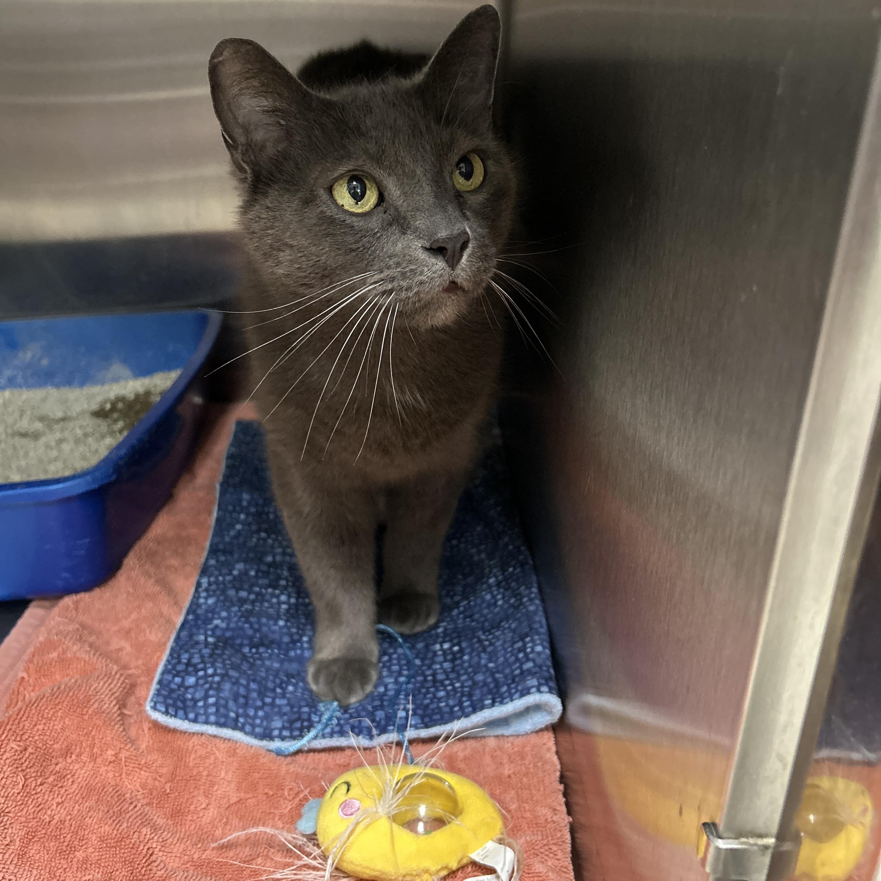 Church, a ADOPTABLE Domestic Short Hair in La Grange Park, IL image 3/6