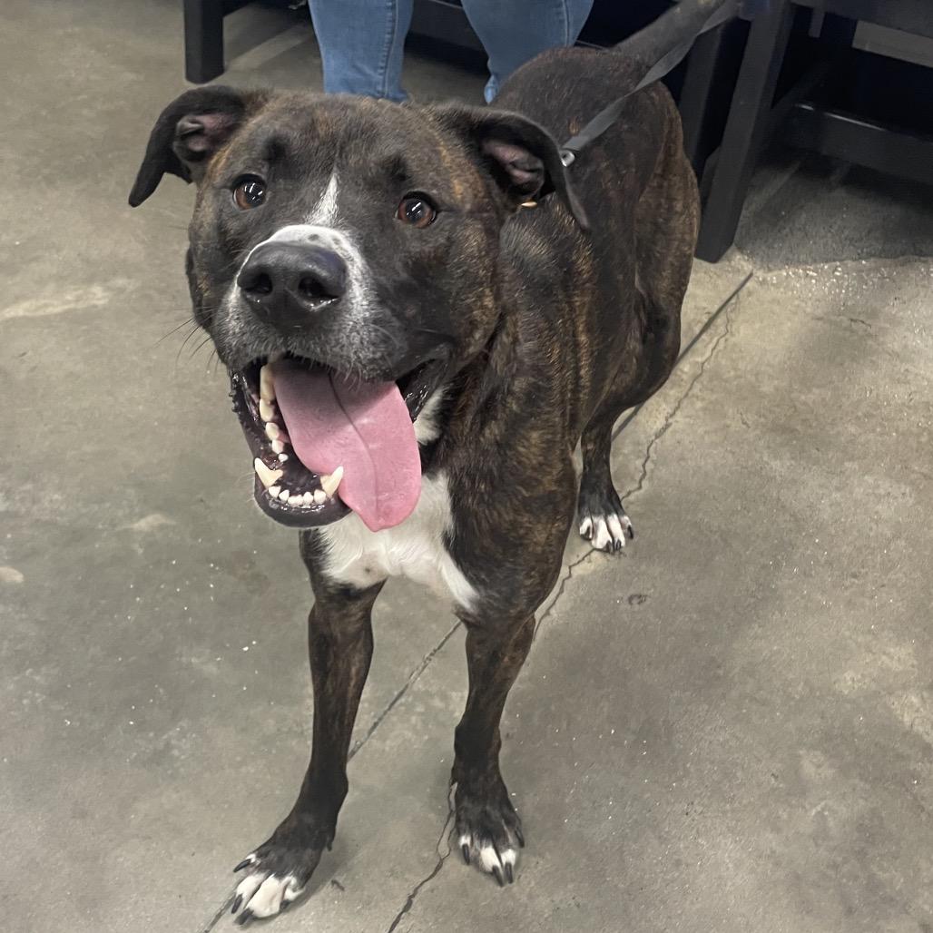 Enlarge Dusse, a Adoptable mixed breed in Tampa, FL image 1/6