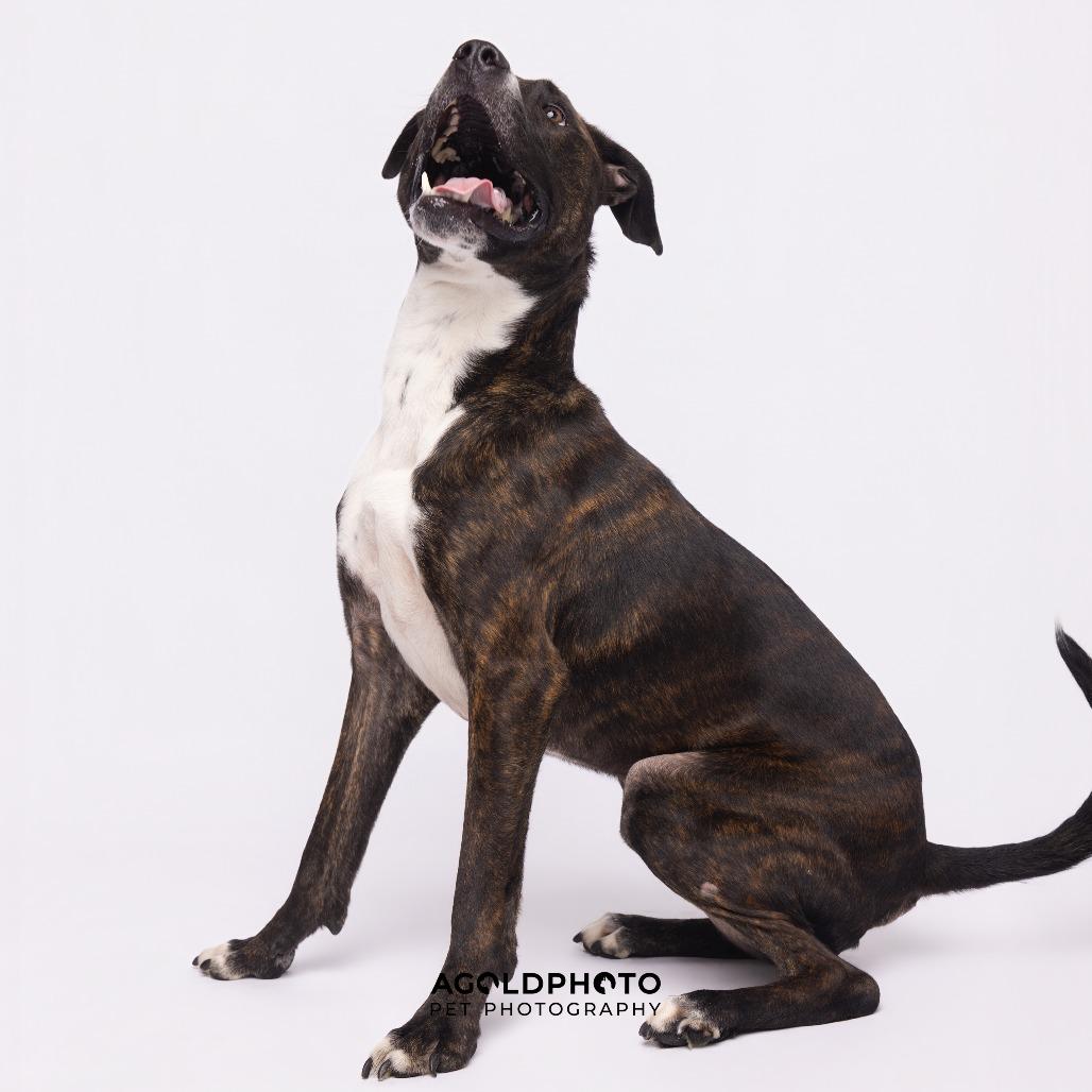 Enlarge Dusse, a Adoptable mixed breed in Tampa, FL image 2/6