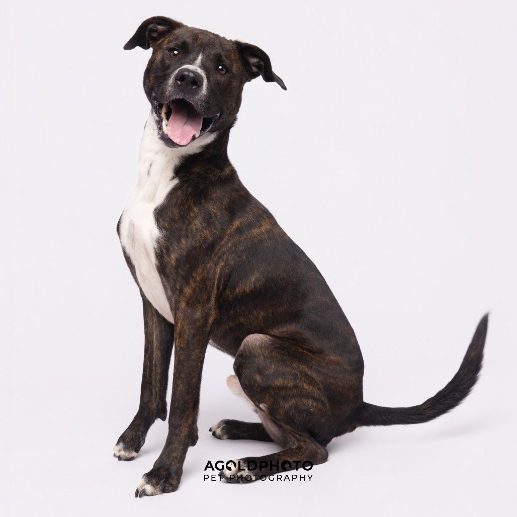 Enlarge Dusse, a Adoptable mixed breed in Tampa, FL image 3/6