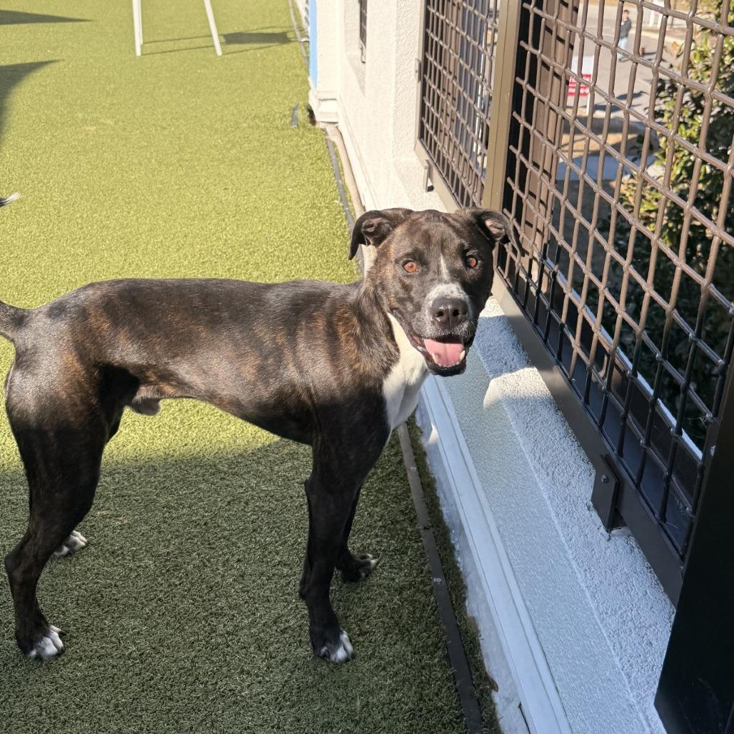 Enlarge Dusse, a Adoptable mixed breed in Tampa, FL image 4/6