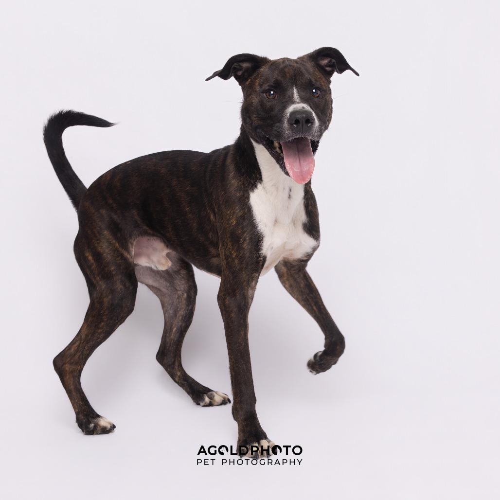 Enlarge Dusse, a Adoptable mixed breed in Tampa, FL image 6/6