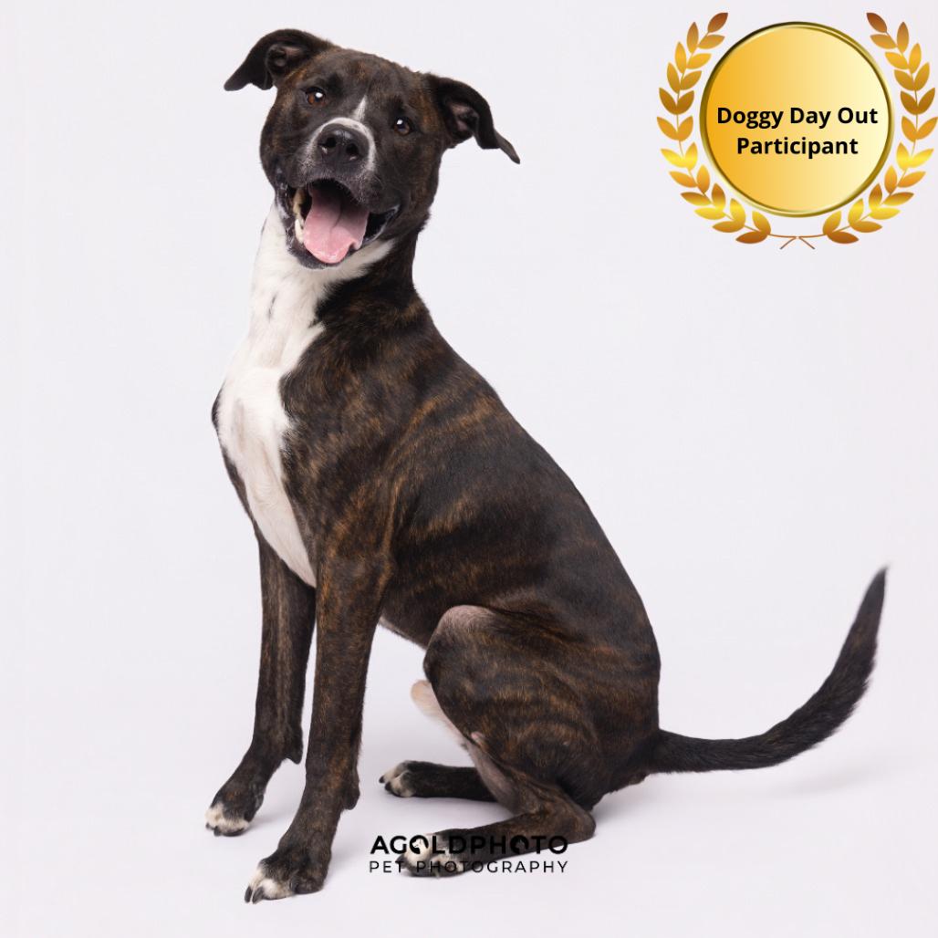Enlarge Dusse, a Adoptable mixed breed in Tampa, FL image 6/6