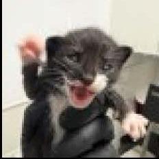 Enlarge Dolly, a Adoptable Domestic Short Hair in Escondido, CA image 1/6