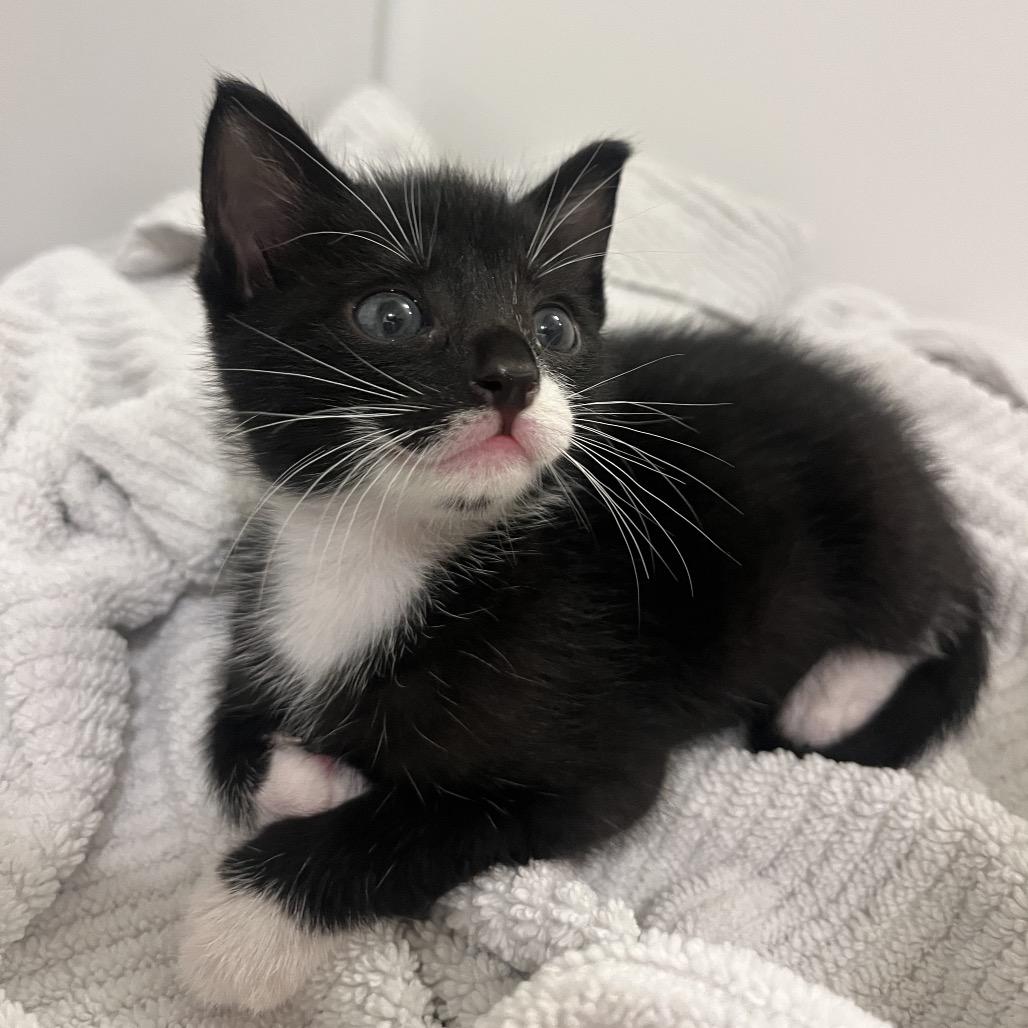 Enlarge Dolly, a Adoptable Domestic Short Hair in Escondido, CA image 2/6
