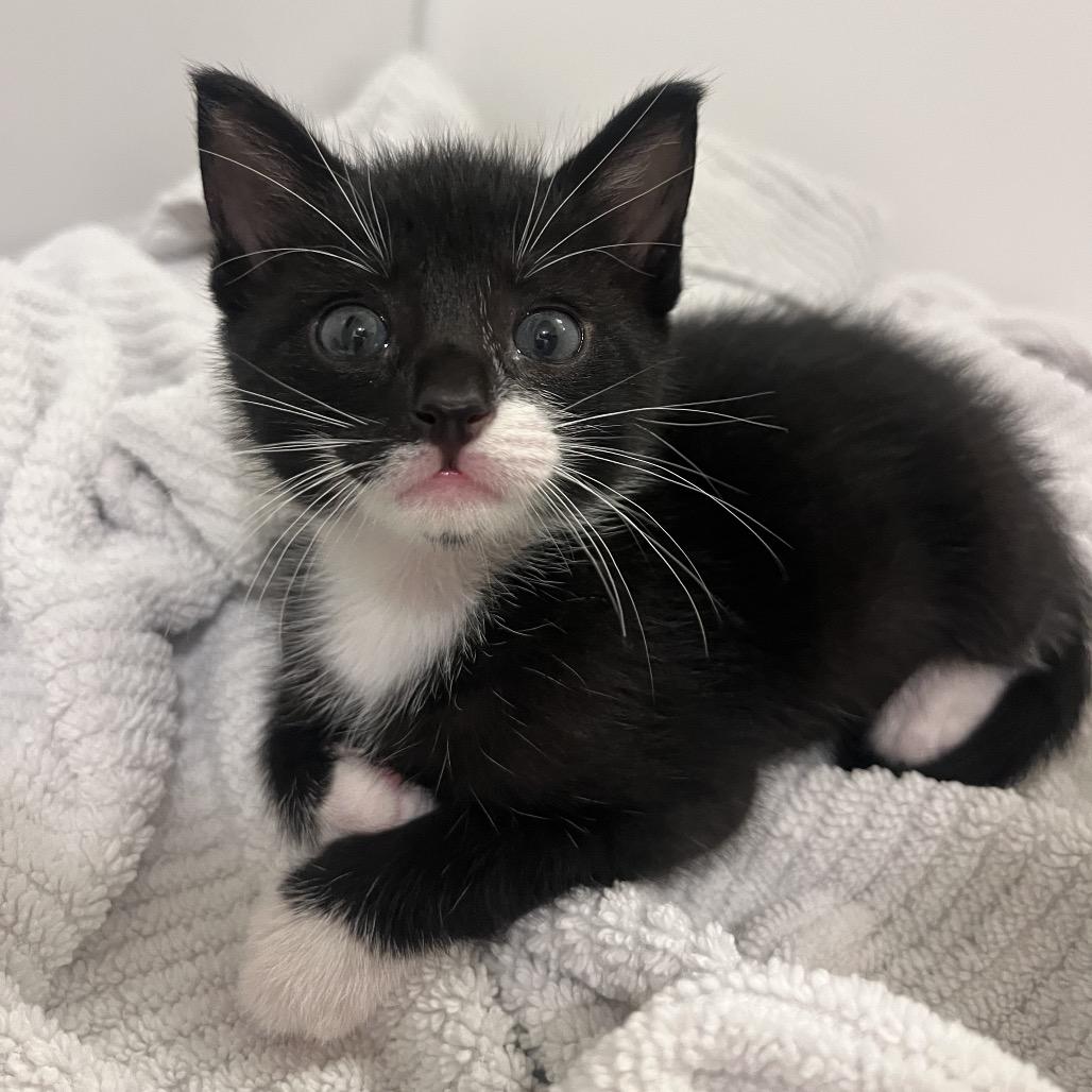 Enlarge Dolly, a Adoptable Domestic Short Hair in Escondido, CA image 5/6