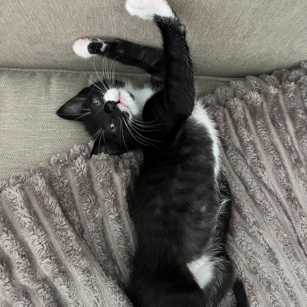 Enlarge Dolly, a Adoptable Domestic Short Hair in Escondido, CA image 6/6