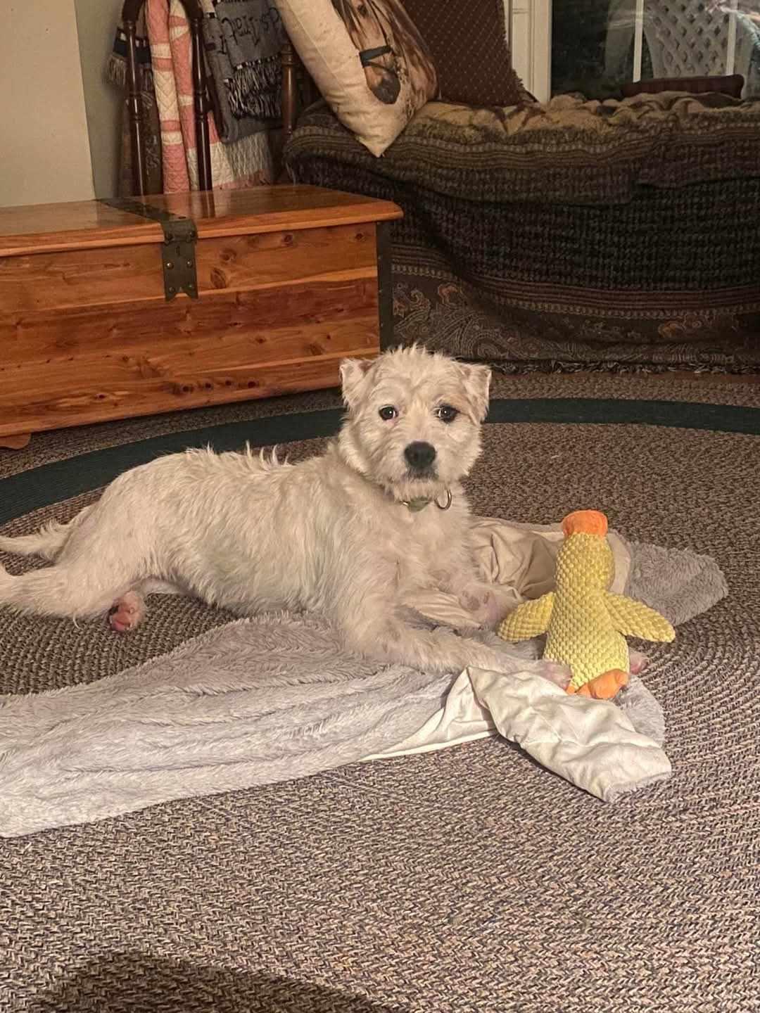 Enlarge Polly, a Adoptable mixed breed in Hopkinsville, KY image 1/1